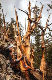 Bristlecone Pines-9073